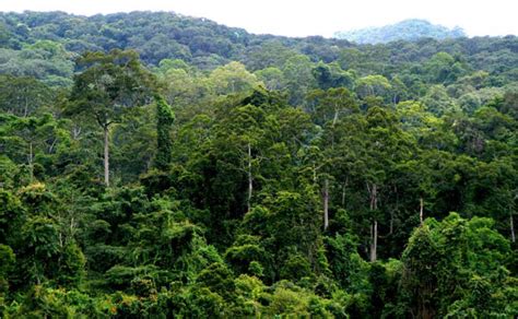 are there rainforests in yunnan china